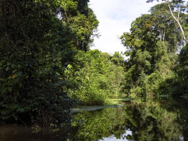 Tortuguero Nehri tropikal bitki örtüsüyle doludur. Kosta Rika
