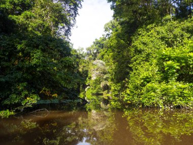 Tortuguero Nehri tropikal bitki örtüsüyle doludur. Kosta Rika