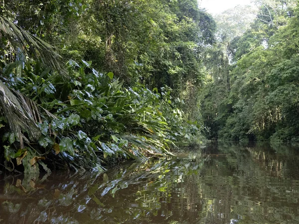 Rio Tortuguero Está Repleto Vegetação Tropical Costa Rica — Fotografia de Stock
