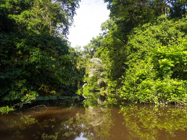 托尔图格洛河两岸都是热带植被 哥斯达黎加 — 图库照片