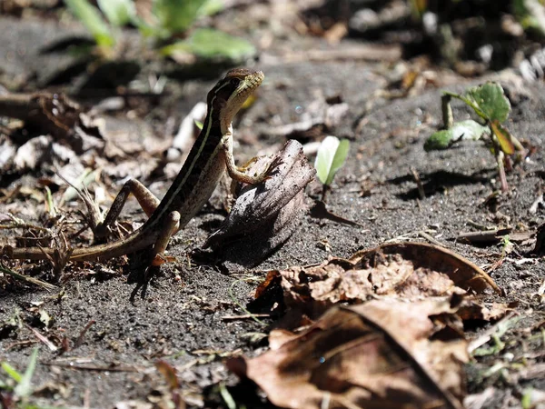 Basilic Brun Basiliscus Vittatus Assis Par Terre Parmi Les Feuilles — Photo