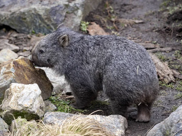 Wombat Común Vombatus Ursinus Gran Marsupial Australiano — Foto de Stock