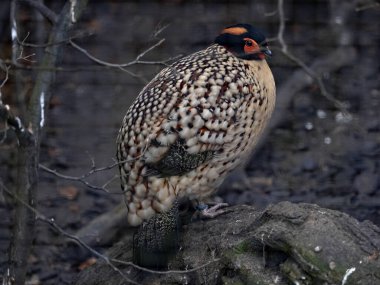 Cabot 'un Tragopan' ı, Tragopan Caboti, en güzel renkli sülünlerden biridir. 