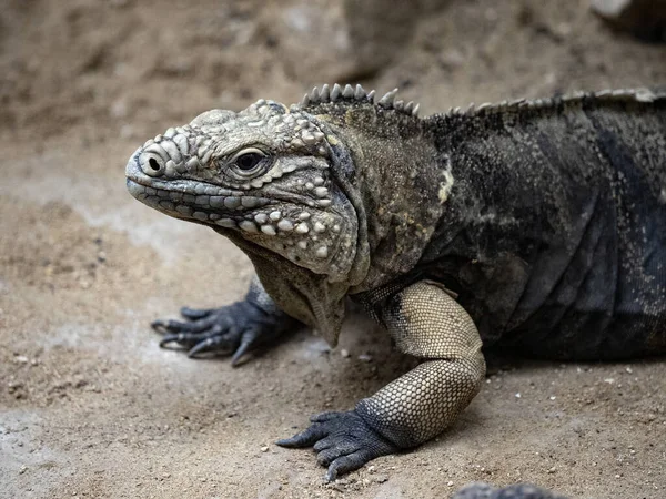 Kubańska Ziemia Iguana Cyklura Nubila Żyje Wyłącznie Kubie Jest Zagrożona — Zdjęcie stockowe