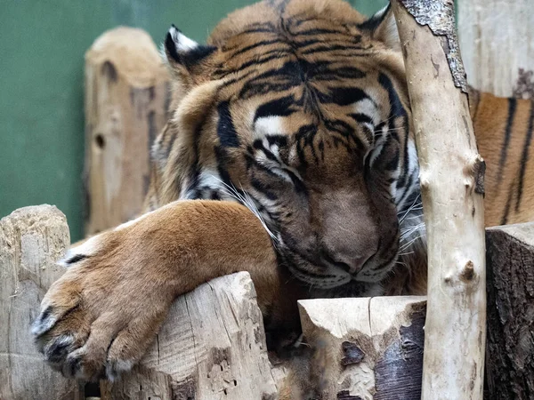 Sleeping Indochinese Tiger Panthera Tigris Jacksoni Has Its Head Resting — Stock Photo, Image