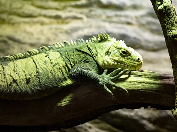 Mniejsza Antillean Iguana Iguana Delicatissima Dobre Mięso Ludzie Jeść — Zdjęcie stockowe