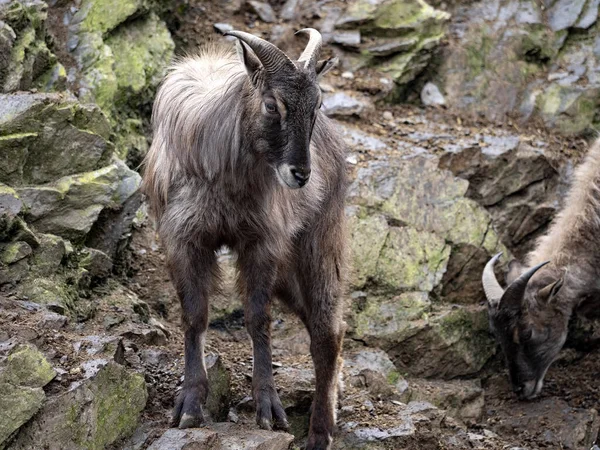 Himálajský Tahr Hemitragus Jemlahicus Žije Horách Šplhá Skalách — Stock fotografie