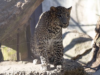 Büyümüş genç bir Sri Lanka leoparı, Panthera pardus kotiya, bir dalda oturuyor.. 