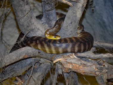 Ramsay's python, Aspidites ramsayi, is wrapped around a trunk.  clipart