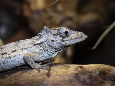 Oriente sakallı anole, Anolis domuz, ağacın kabuğuyla karışıyor. 