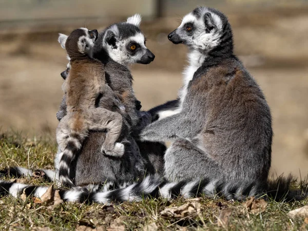 Happy family Ring-tailed Lemur, Lemur catta, with cub,