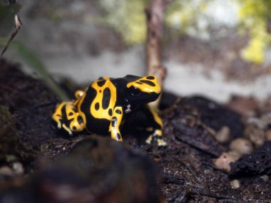 Sarı bantlı Zehirli Kurbağa, Dendrobates lömelas, parlak renkli yırtıcıyı uyardı 