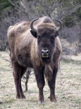 Avrupa bizonu, Bison bonasus, Çek Cumhuriyeti Milovice doğa rezervinde 