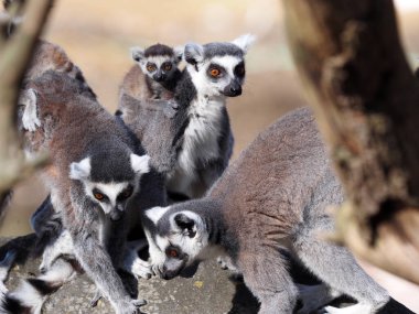 Bir grup dişi halka kuyruklu Lemur, Lemur catta, yavru köpekle oynuyordu.. 