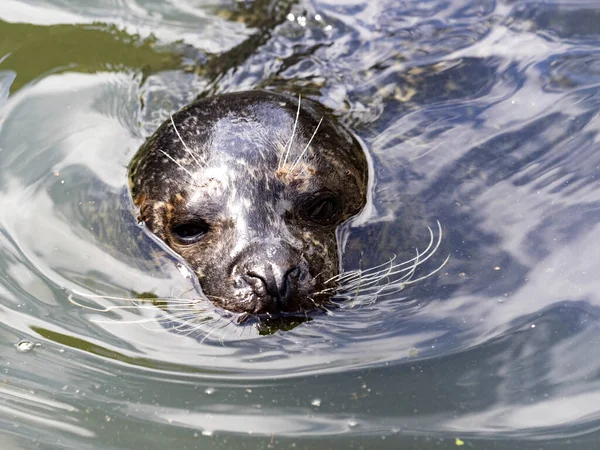 Die Robbe Phoca Vitulina Lebt Überwiegend Wasser — Stockfoto