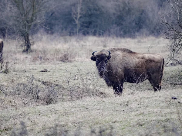 Bison Européen Bison Bonasus Dans Réserve Naturelle Milovice République Tchèque — Photo