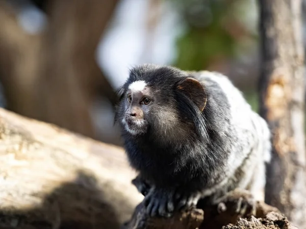 Callithrix Penicillata Marmoset Con Copetudo Negro Observa Los Alrededores — Foto de Stock