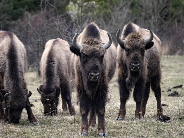 Troupeau Bisons Europe Bison Bonasus Dans Réserve Naturelle Milovice République — Photo