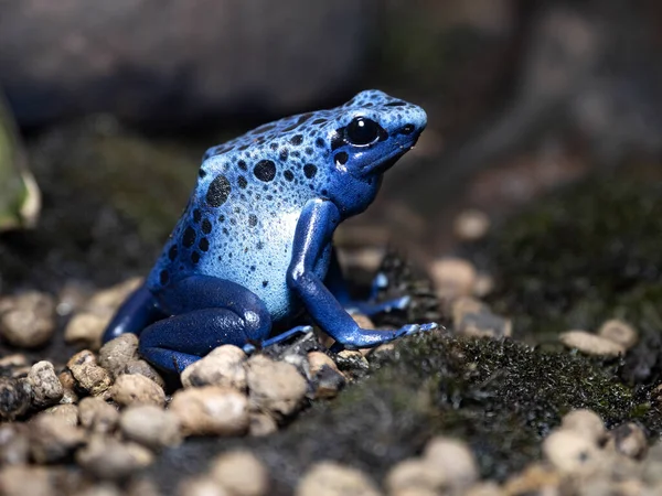青い毒ダーツカエル デンドロバテスAzureus 本当に美しい青です — ストック写真