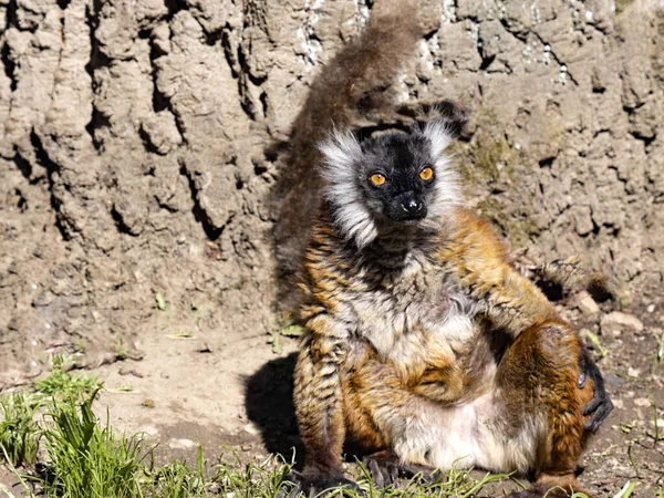 Weibchen Black Lemur Eulemur Macaco Männchen Sind Schwarz — Stockfoto