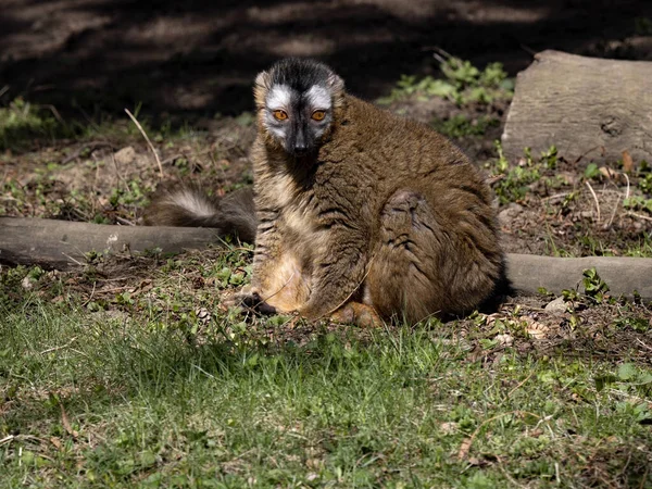 Lemur Frenterojo Eulemur Fulvus Rufus Otro Los Muchos Representantes Los — Foto de Stock