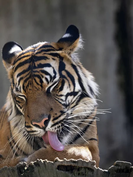 Female Sumatran Tiger Panthera Tigris Sumatrae Licks Its Paw — Stock Photo, Image