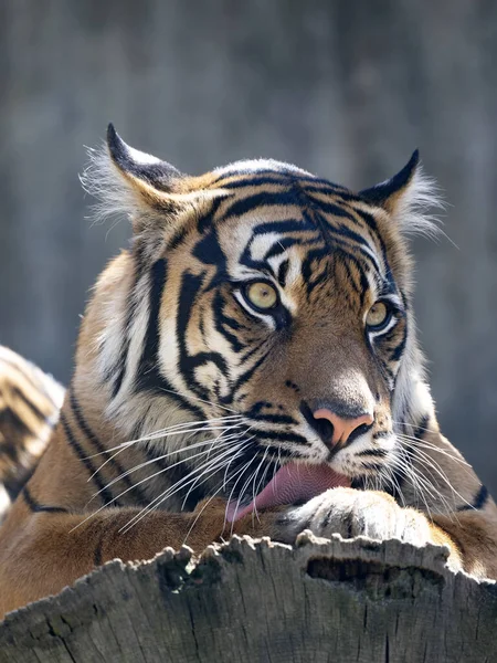 Female Sumatran Tiger Panthera Tigris Sumatrae Licks Its Paw — Stock Photo, Image