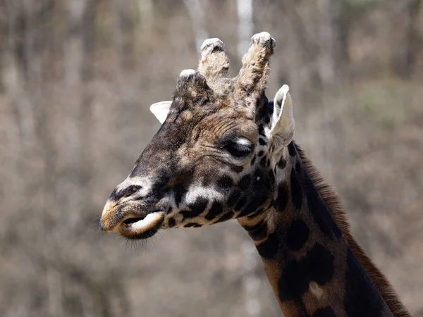 Ritratto Maschio Baringo Giraffa Giraffa Camelopardalis Rothschildi Osserva Dintorni — Foto Stock