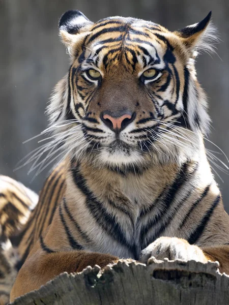 Portrét Mladé Samice Tygra Sumaterského Panthera Tigris Sumatrae Stock Obrázky