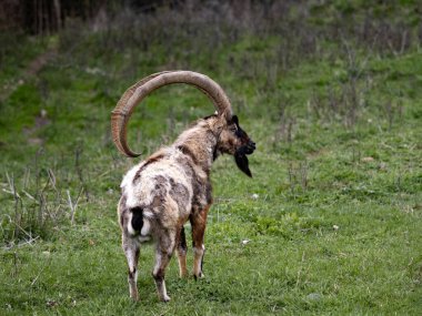 Girit Vahşi Keçisi, Capra aegagrus Cretica, Yunanistan 'ın Girit adasının dağlık bölgesinde yaşar..