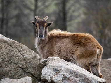 Himalaya tahr, Hemitragus jemlahicus, güzel kürklü çevik bir dağ keçisi..