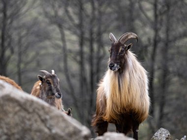 Himalaya tahr, Hemitragus jemlahicus, güzel kürklü çevik bir dağ keçisi..