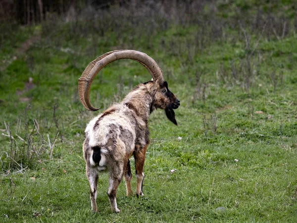 Kréta Divoká Kozy Capra Aegagrus Cretica Obývá Hornatou Oblast Řeckého — Stock fotografie