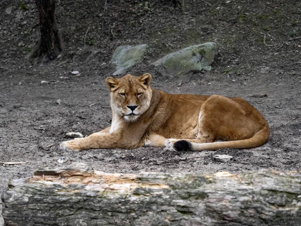 Old African Lion Panthera Leo Rests Observes Surroundings — Stock Photo, Image