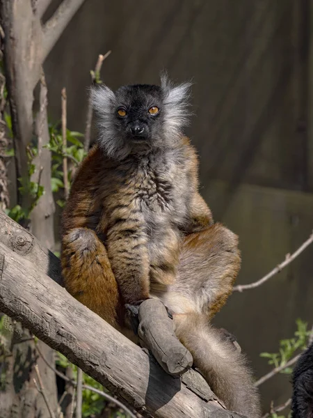 Das Lemurenweibchen Eulemur Macaco Sonnt Sich Der Sonne — Stockfoto