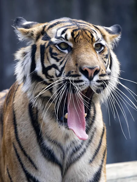 Female Sumatran Tiger Panthera Tigris Sumatrae Stretches Her Jaw Ligaments — Stock Photo, Image