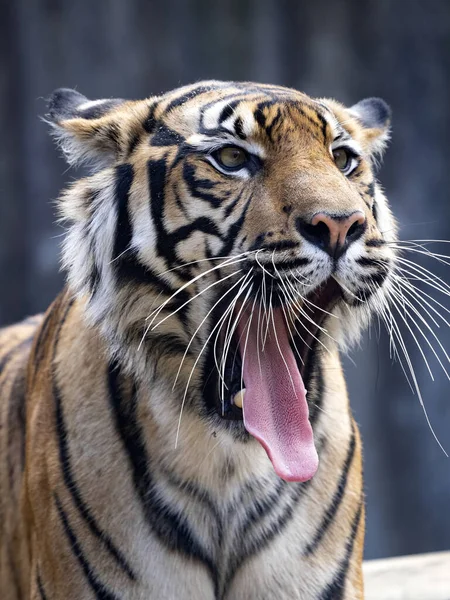 Female Sumatran Tiger Panthera Tigris Sumatrae Stretches Her Jaw Ligaments — Stock Photo, Image