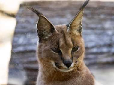 Portrait of a female Caracall, Caracal caracal, watching the surroundings.