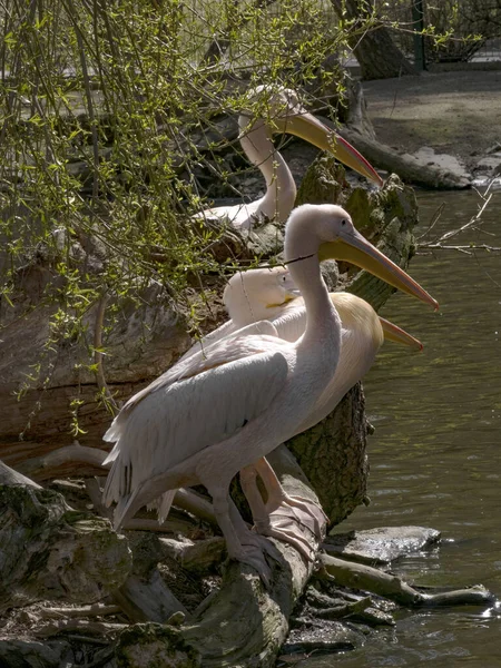 Small Group Great White Pelicanes Pelecanus Onocrotalus Observe Surroundings — Stock Photo, Image