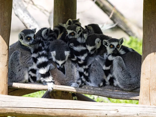 The Ring-tailed Lemur family, the Catta Lemur, rests huddled together.