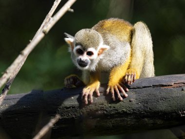 Sıradan Sincap Maymun, Saimiri Sciureus, bir dalın üzerinde oturur ve çevreyi gözlemler..