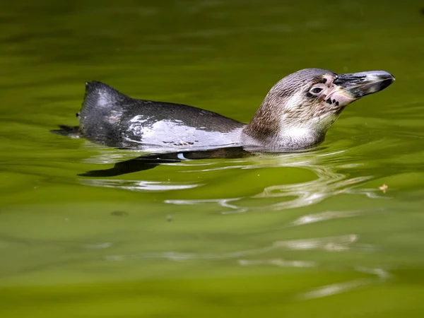 Pinguim Humboldt Spheniscus Humboldti Forrageamento Água — Fotografia de Stock
