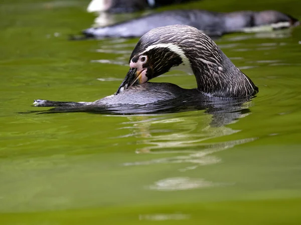 Pinguim Humboldt Spheniscus Humboldti Limpa Suas Penas Enquanto Nada Água — Fotografia de Stock