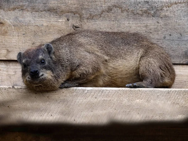 Гіракс Кейп Рок Procavia Capensis Лежить Скелі Спостерігає Довкіллям — стокове фото