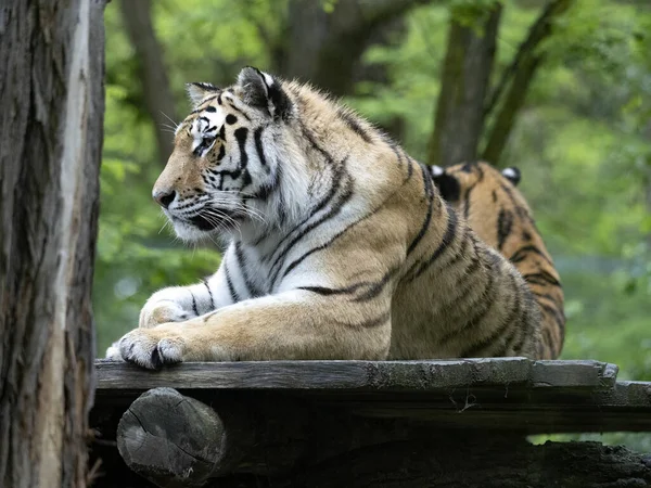 Amur Tiger Panthera Tigris Altaica Ligt Een Tak Hoogte Observeert — Stockfoto