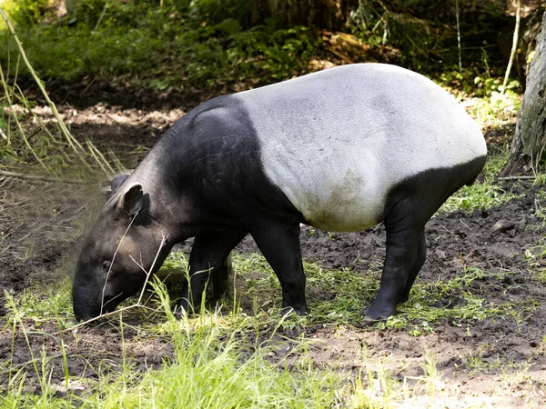 Asian Tapir Tapirus Indicus Схиленою Головою Шукаючи Їжу Землі — стокове фото