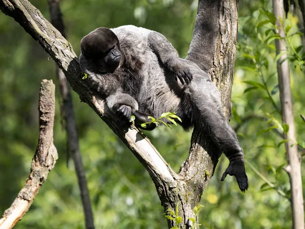 Macaco Lanoso Lagothrix Lagotricha Senta Uma Árvore Banha Sol Manhã — Fotografia de Stock