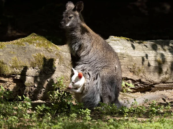 Wallaby Bennett Macropus Rufogriseus Hembra Tiene Una Bolsa Pollitos Blanca — Foto de Stock