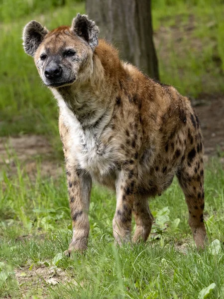 jirousek.zoo-foto.cz