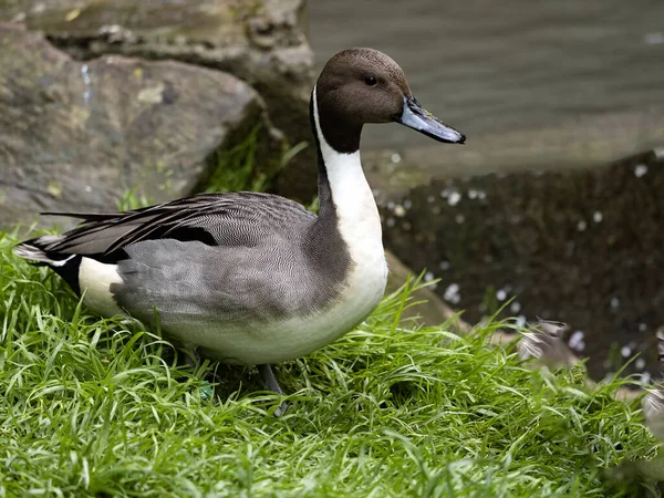 Pintail Del Norte Anas Acuta Encuentra Tierra Observando Los Alrededores Fotos de stock